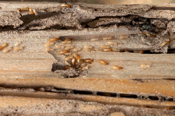 Best Pest Removal Services  in Barton Creek, TX